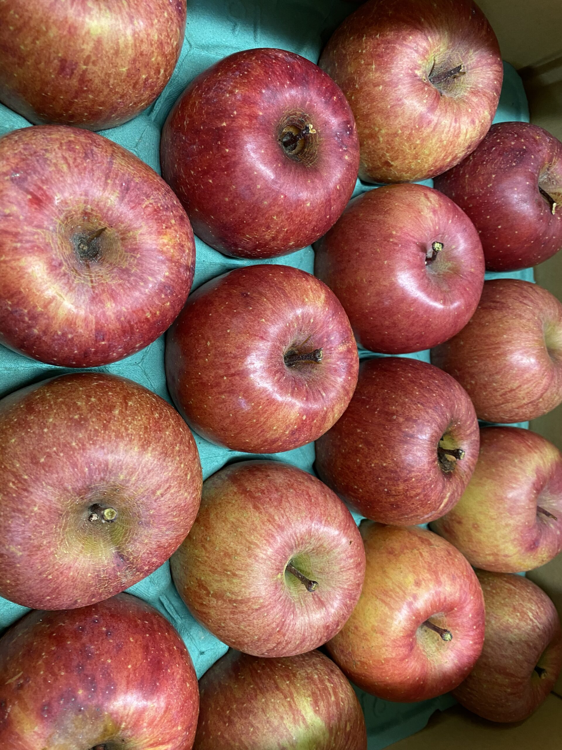 仙台サンプラザホール大会まであと4日‼️ | センダイガールズプロレス